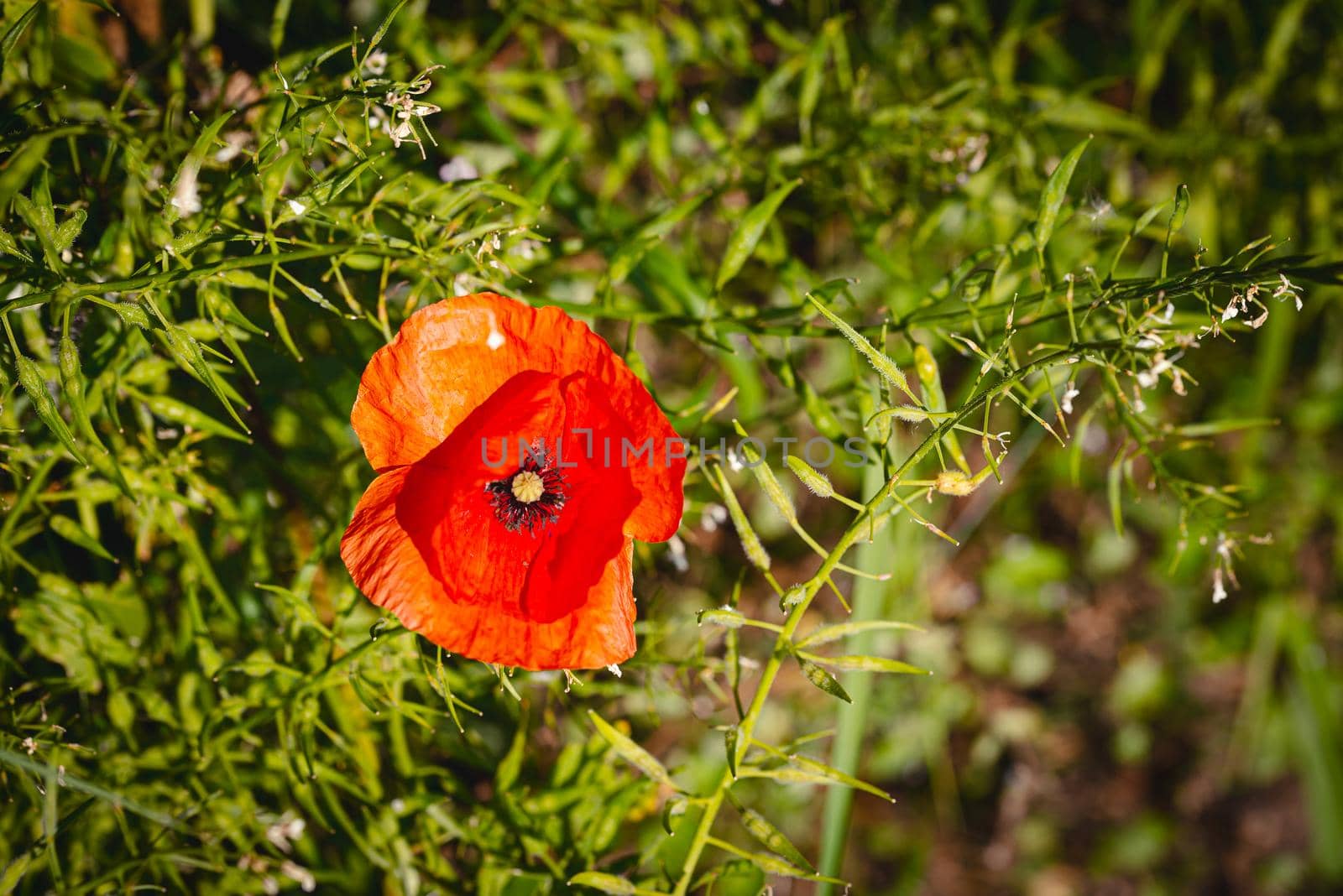 A red poppy close to a wheat field near Pesaro and Urbino in the Moltefeltro, in the Marche region of Italy, att the end of spring