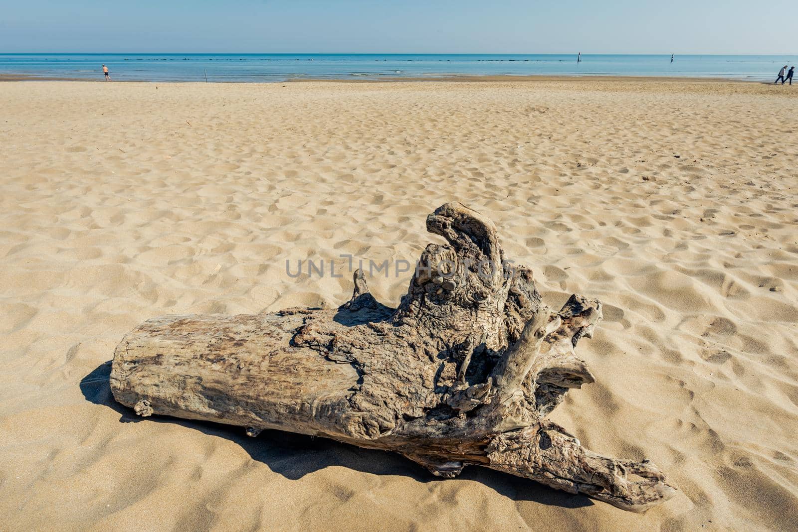 Stump on the beach by MaxalTamor