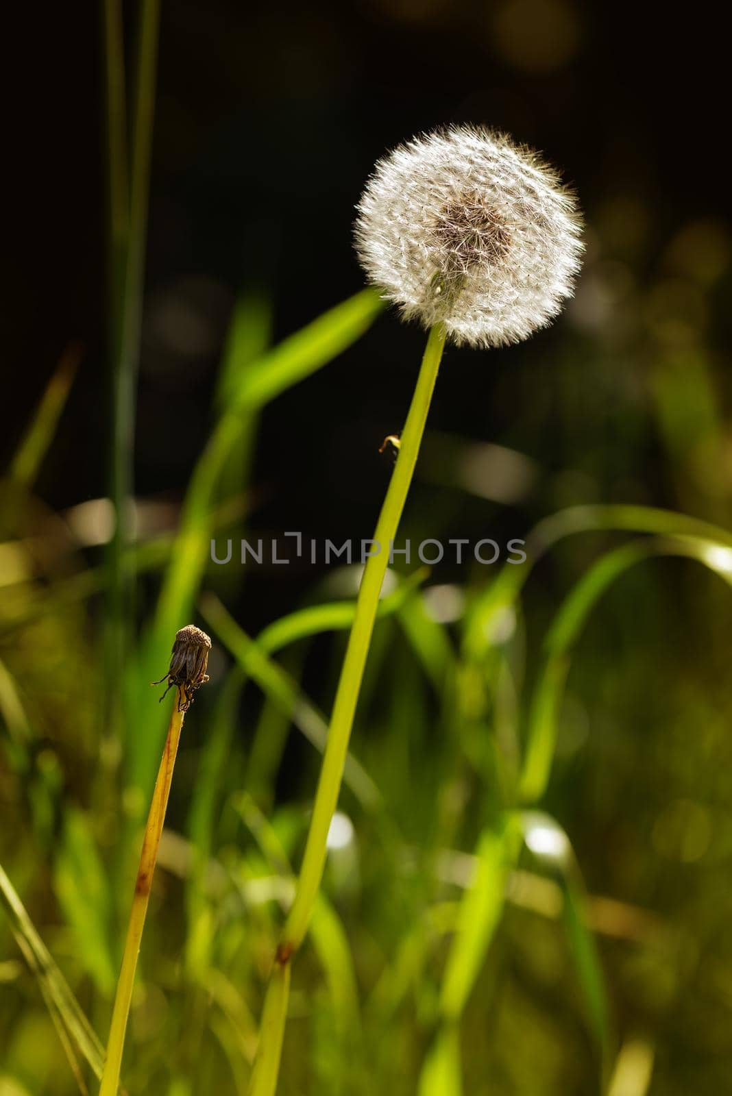 Dandelion Seeds by MaxalTamor