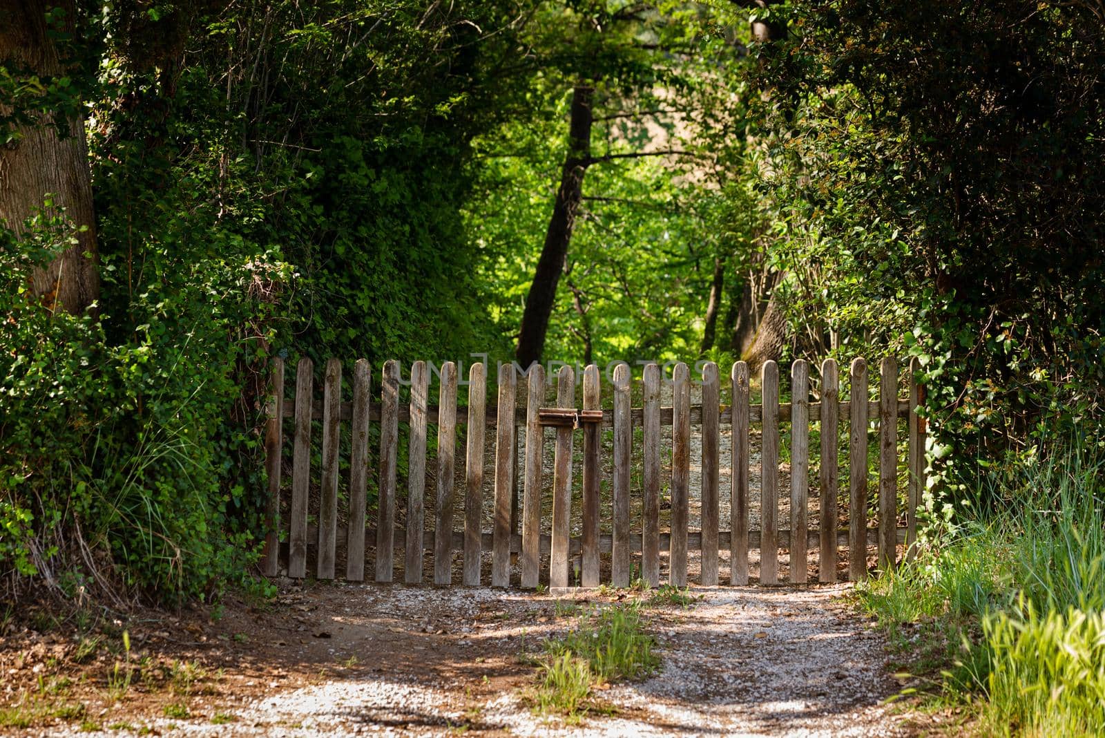 A large weathered wooden gate, with a padlock, on a dirt road under the trees.