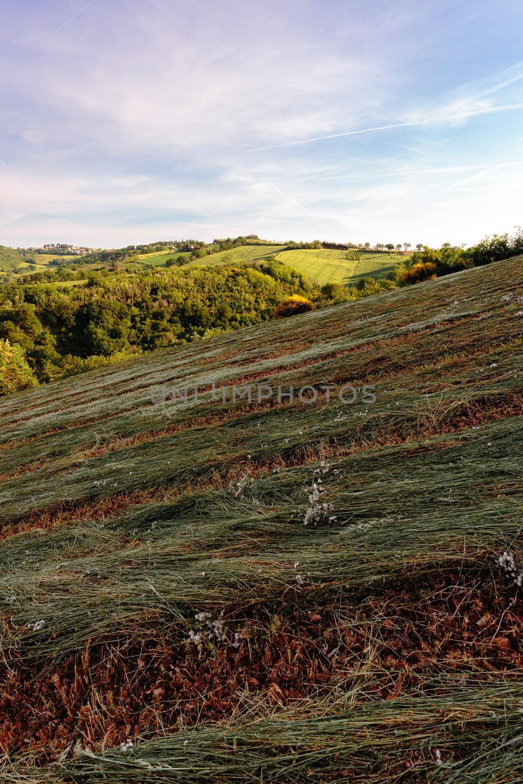 View of the fields and trees near Belvedere Fogliense in the Marche region of Italy, at morning when the sun rises.