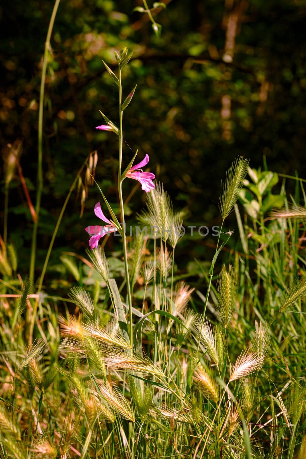 Gladiolus Italicus, also known as Italian gladiolus, field gladiolus, and common sword-lily, growing on the hills of the Marche region of Italy