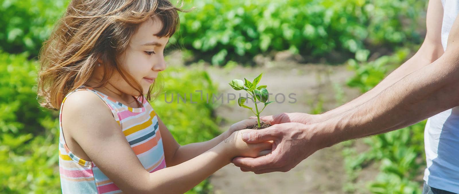 A child with his father plant a nursery garden. Selective focus. by yanadjana