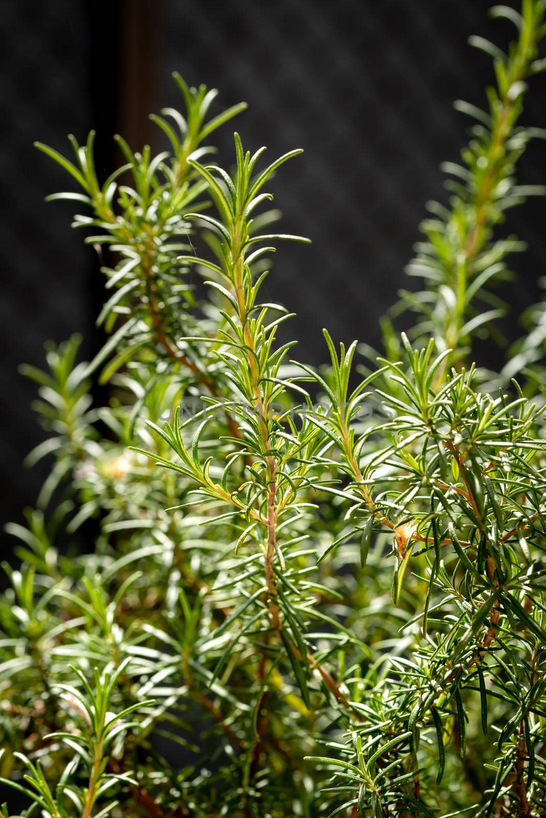 Closeup of a Rosemary plant in Italy during spring. Rosemary is an excellent plant to be used a seasoning for cooking and has also good medicinal properties