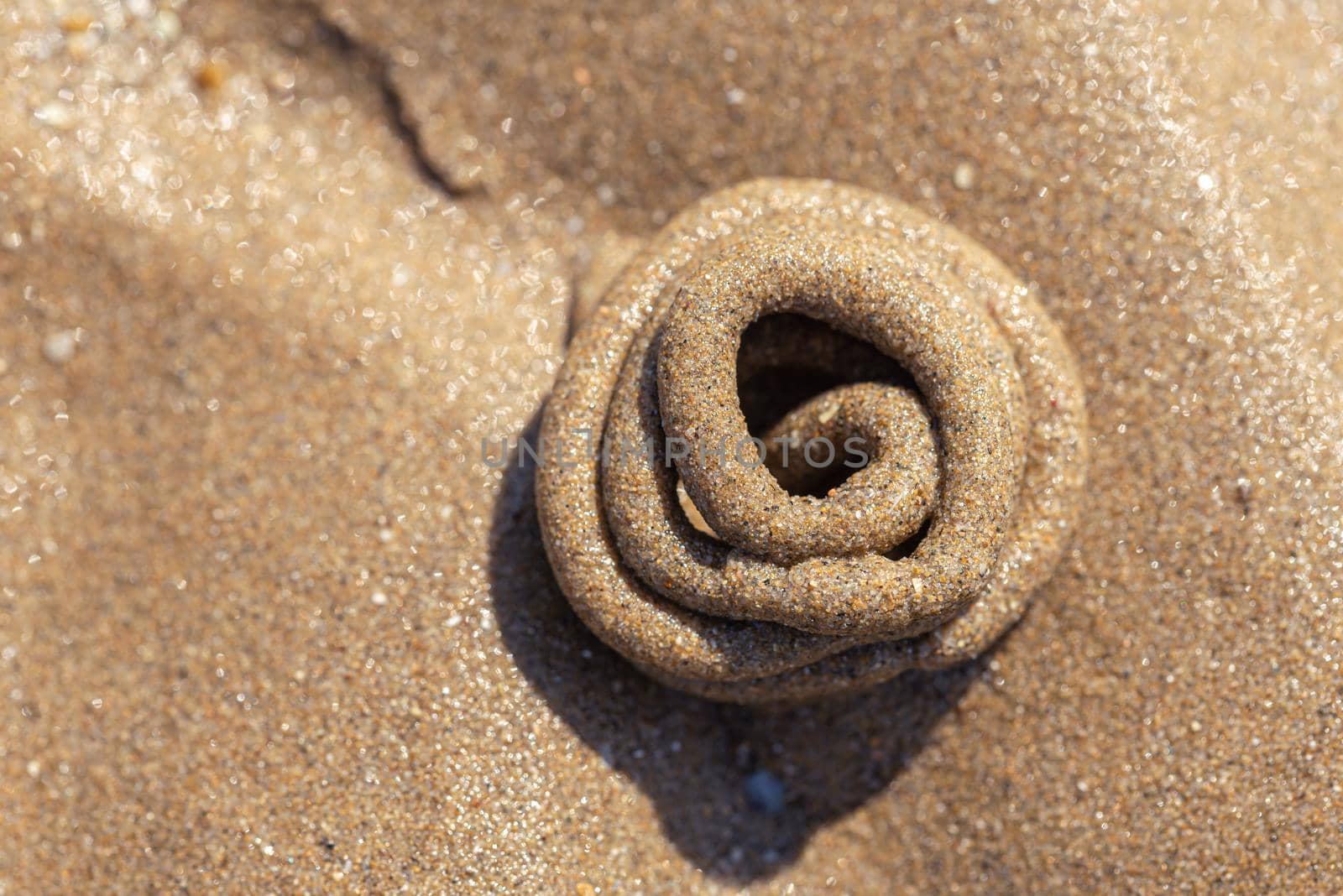 Arenicole sea twist on the sand of a beach by MaxalTamor