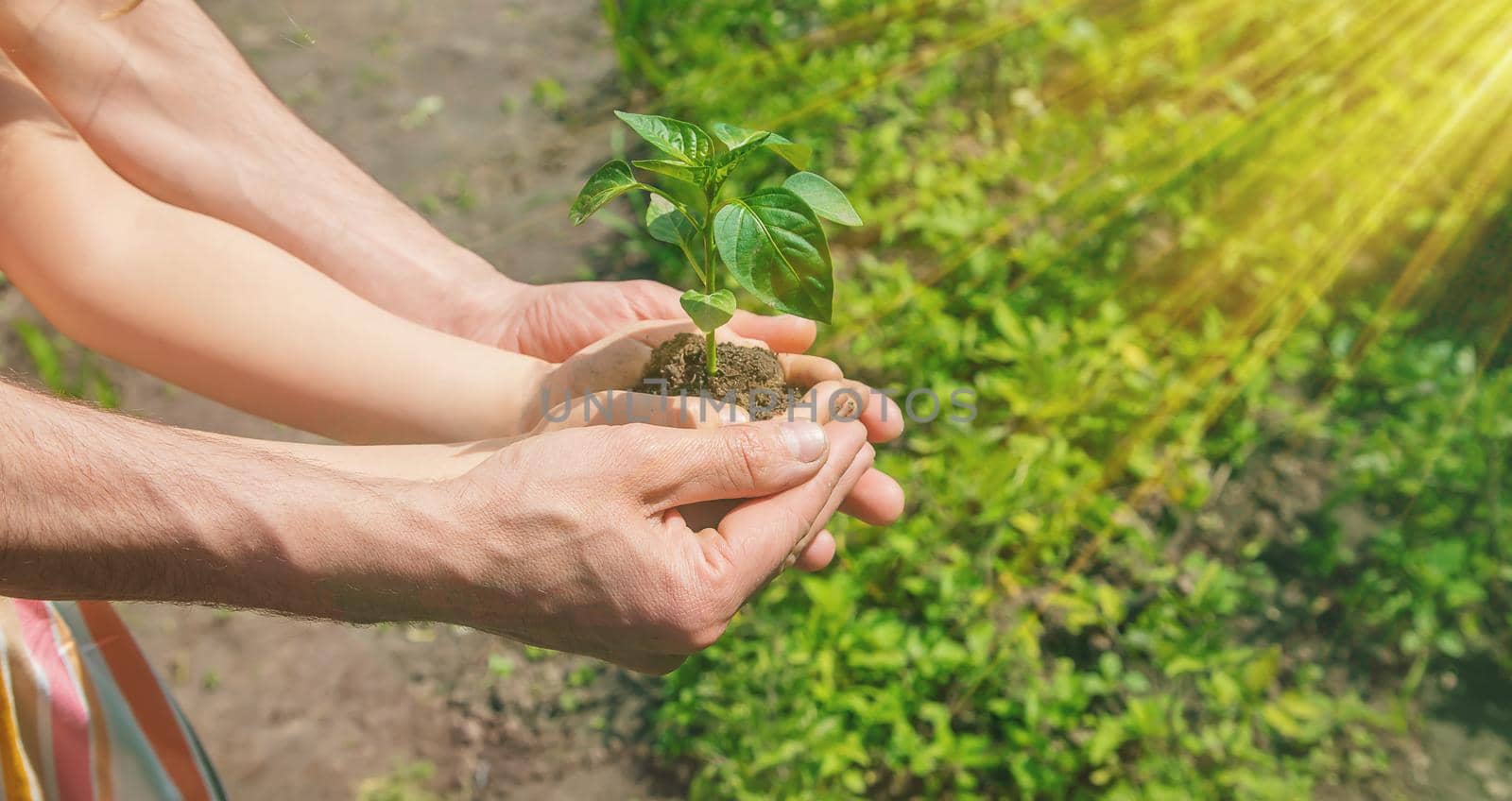 A child with his father plant a nursery garden. Selective focus. people.