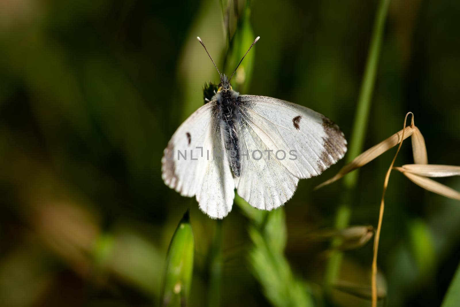 Pieris brassicae also called cabbage butterfly by MaxalTamor