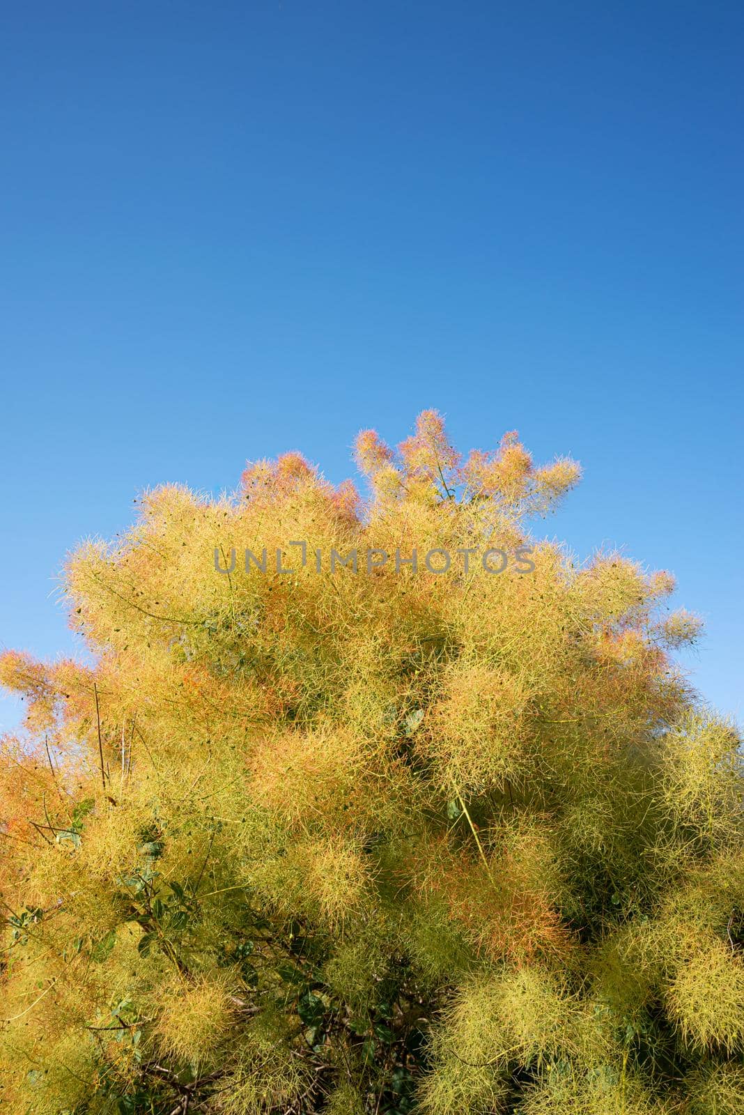 Cotinus coggygria also known as European smoketree, Eurasian smoketree, smoke tree, smoke bush, Venetian sumach, or dyer's sumach