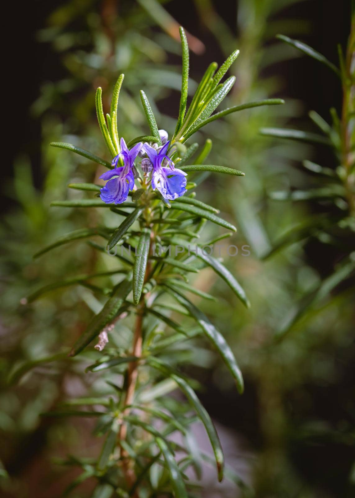 Closeup of a violet Rosemary Flower in Italy during spring. Rosemary is an excellent plant to be used a seasoning for cooking and has also good medicinal properties