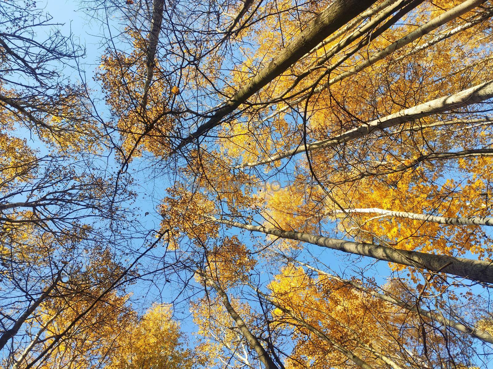 Forest trees in autumn and blue sky. Autumn forest landscape.