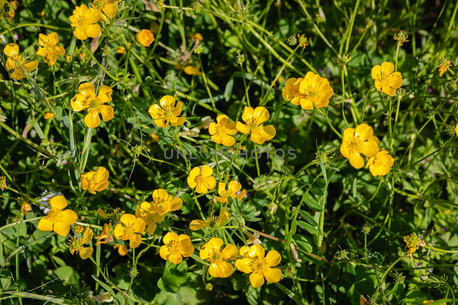 Closeup of yellow buttercups flowers in a green filed under the soft spring sun