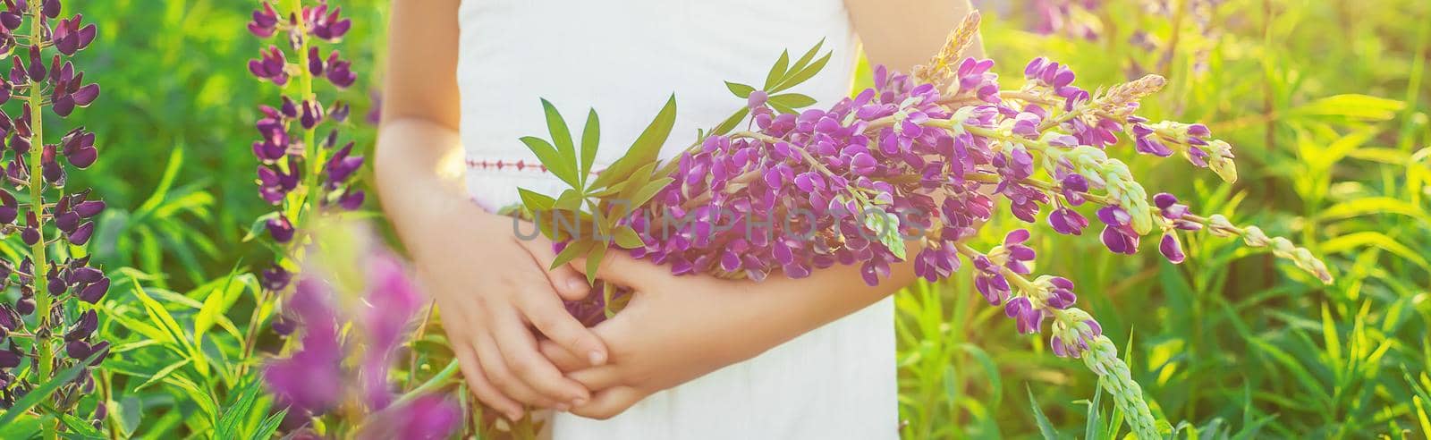 Child photo shoot in a lupine field .season allergies. Selective focus. nature.l