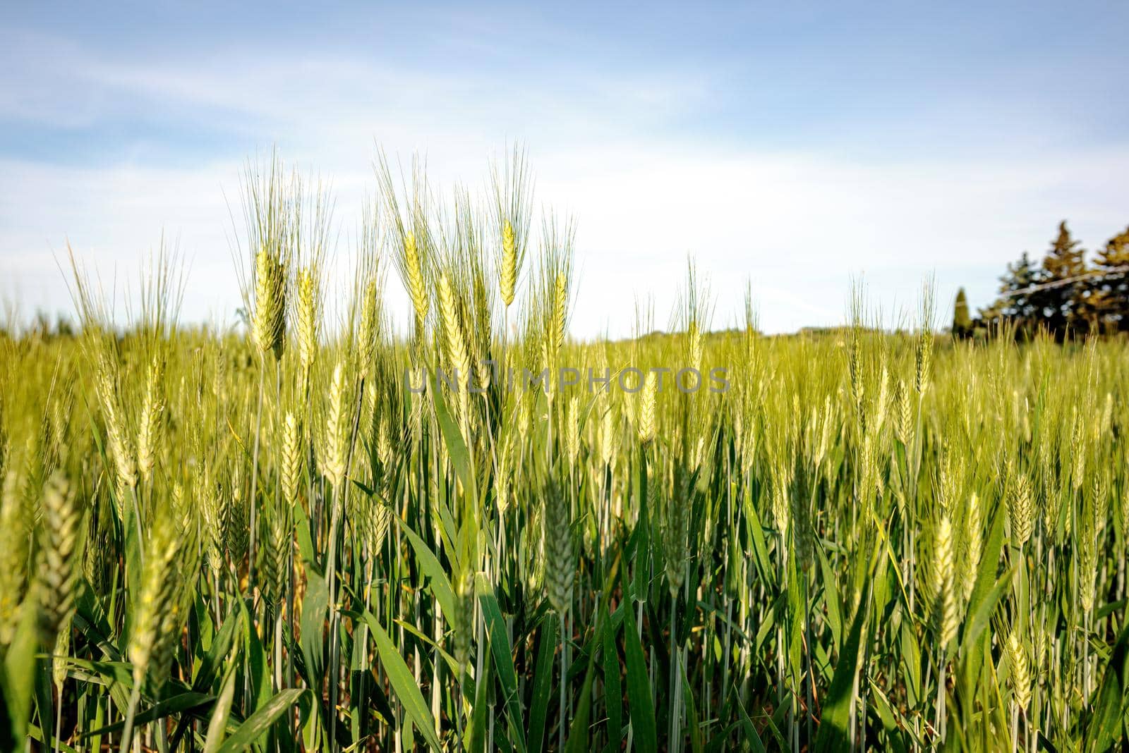 Field of wheat in Italy, near Pesaro and Urbino by MaxalTamor