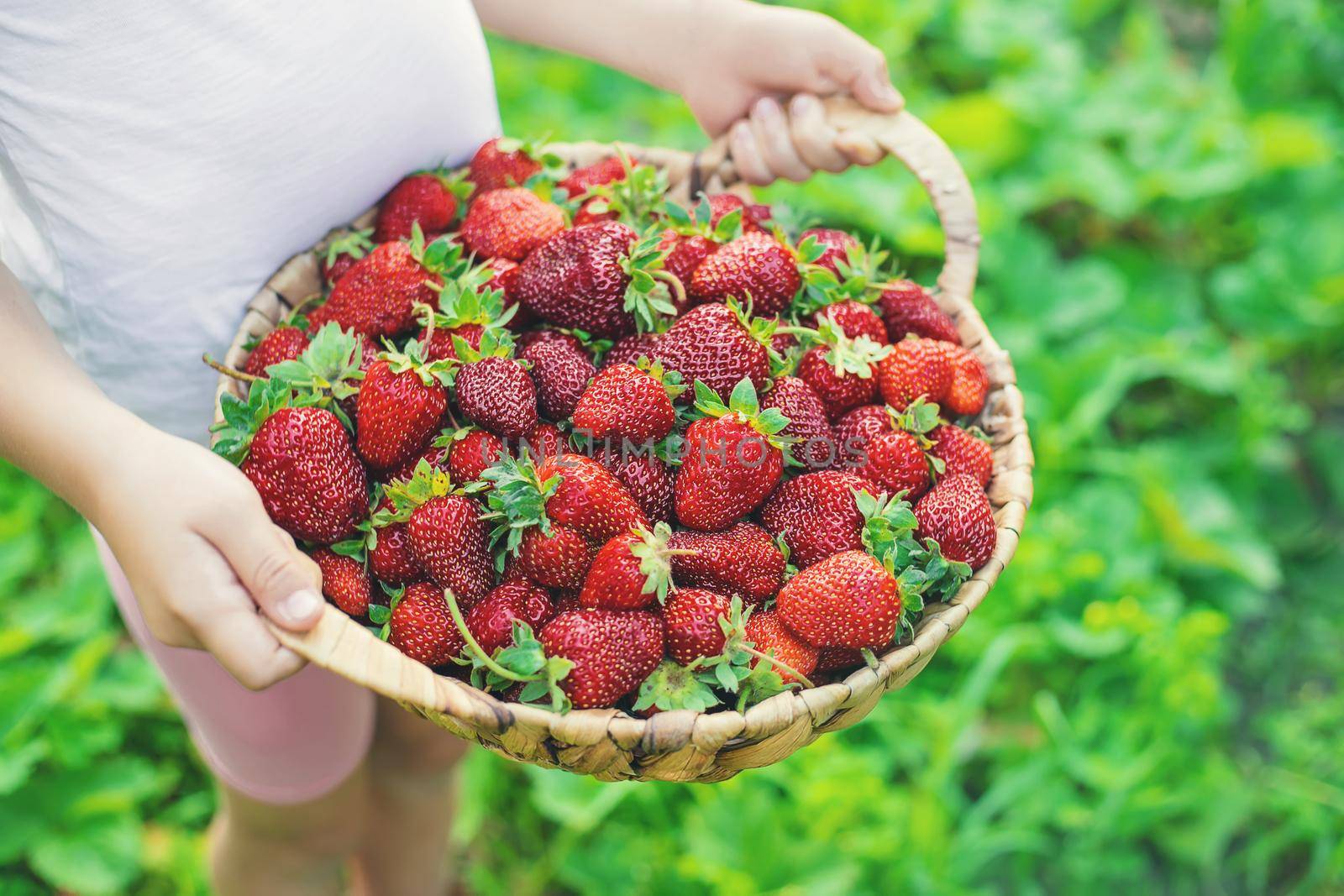 A child with strawberries in the hands. Selective focus. food.