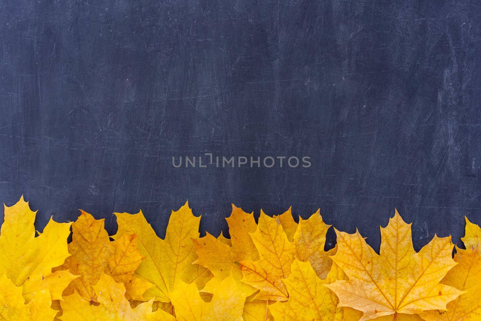 Autumn leaves frame on down side black Chalkboard background top view Fall Border yellow maple Leaves vintage background table Mock up for your design. Display for product or text, Back to school.