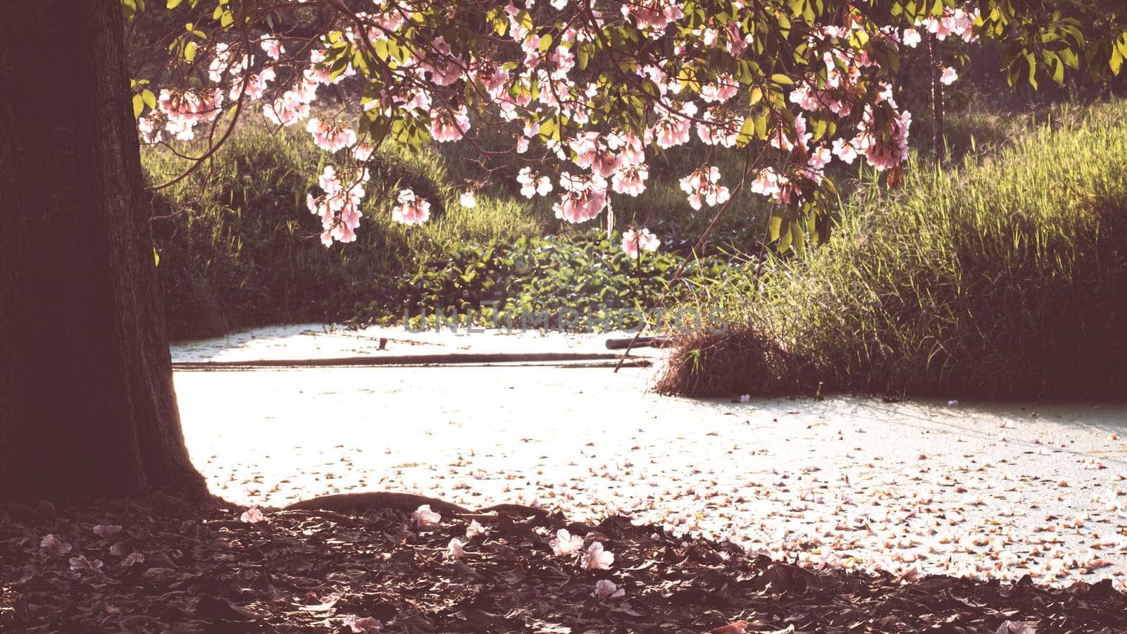 The withered fallen petal of a pink flower lying on the  ground  and cover the surface of water · Pink fallen cherry blossom petals . Beautiful Romantic background .Spring time