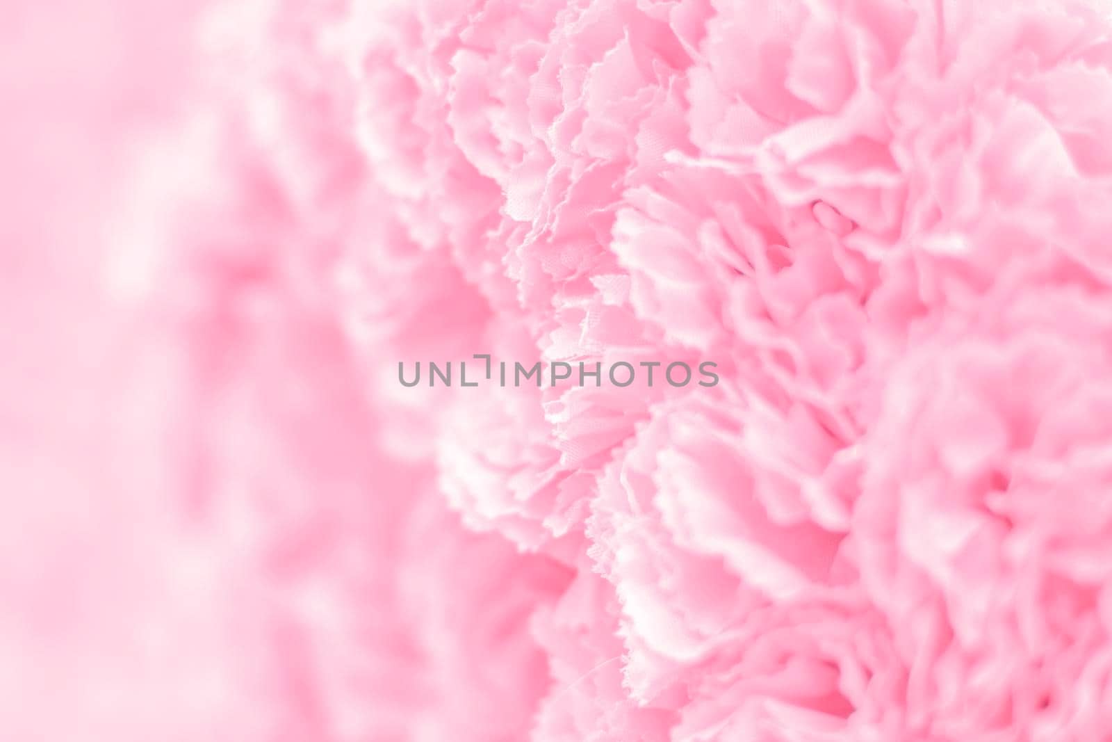 Selective focus Beautiful Pink flowers background . abstract soft sweet pink flower background .Beautiful  pink roses flower blossom flower background design floral . valentine's day backgroud