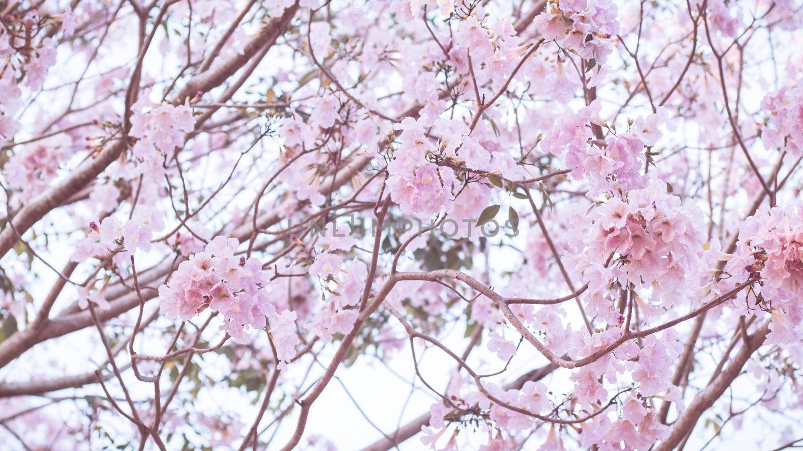 Beautiful pink flower look likes Sakura Flower or Cherry Blossom With Beautiful Nature Background . Spring flower tree blossom. The romantic of pink flower trees for valentine or wedding background