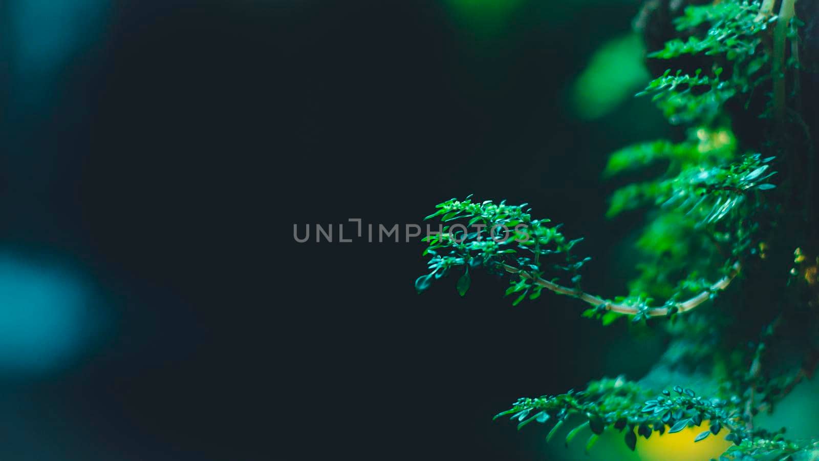 Moist Green Moss Growing near a Waterfall Close-up fresh clean waterfall surrounded by green moss covered rocks. Nature close up background by Petrichor