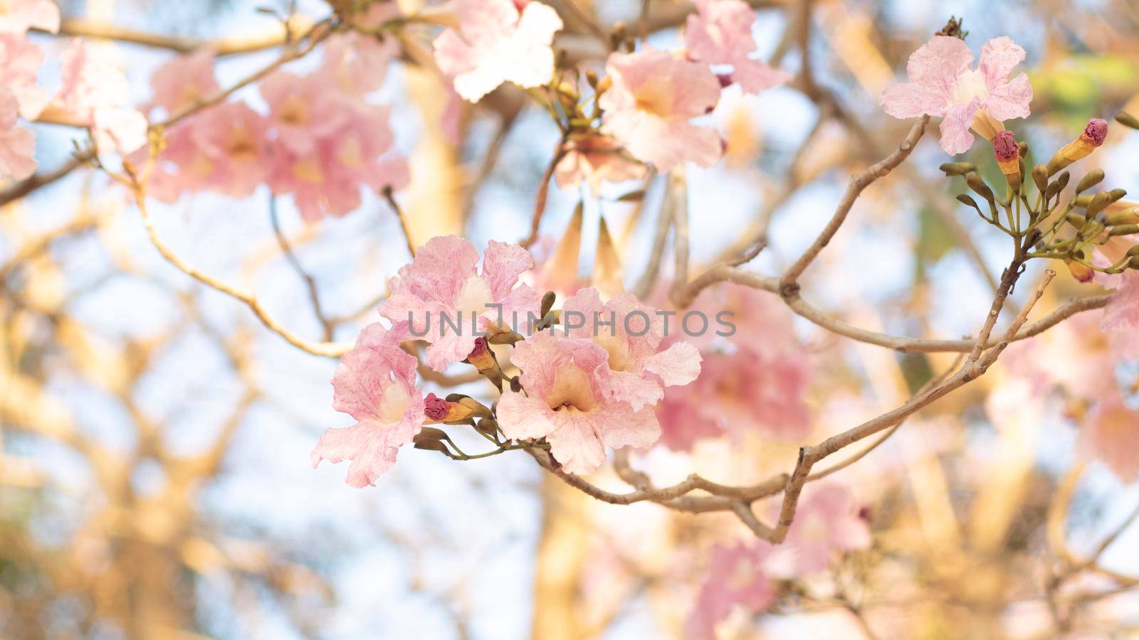 Beautiful pink flower look likes Sakura Flower or Cherry Blossom With Beautiful Nature Background . Spring flower tree blossom. The romantic of pink flower trees for valentine or wedding background