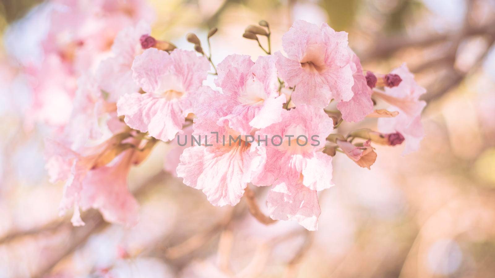close-up beautiful pink bloosom flower . wedding  or valentine background. love concept .Soft blur focus. In sepia vintage pastel toned