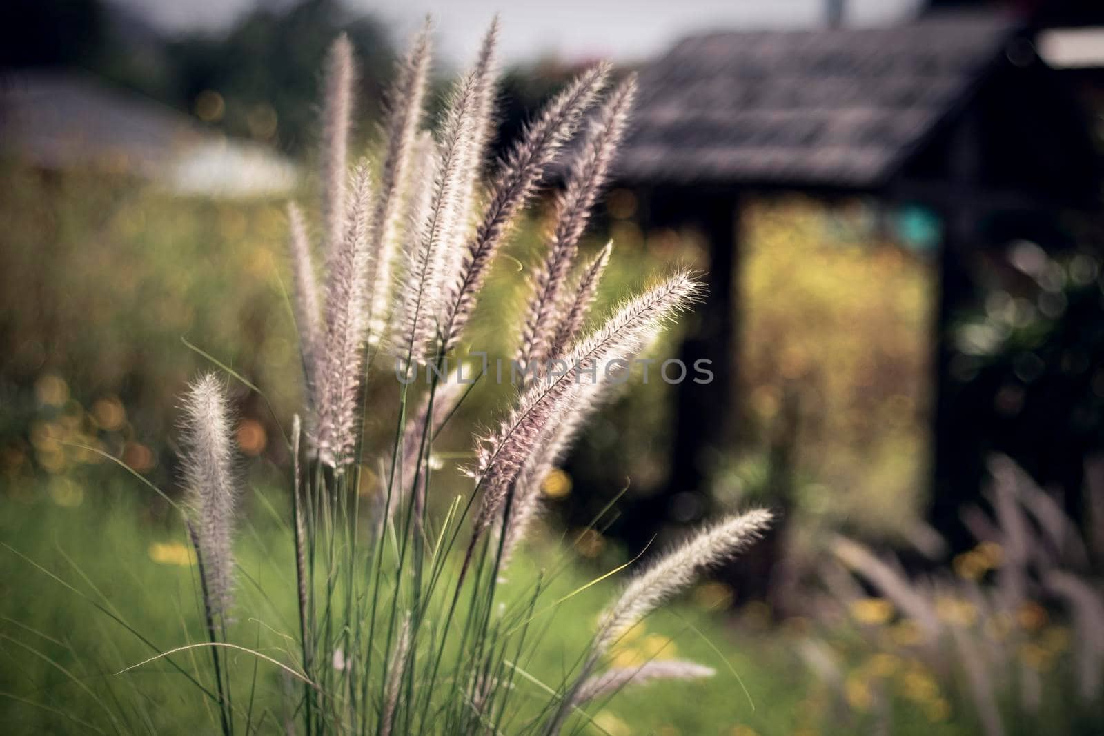 grasses blowing in wind on  motion blur yellow field  background .farmland background for holiday by Petrichor