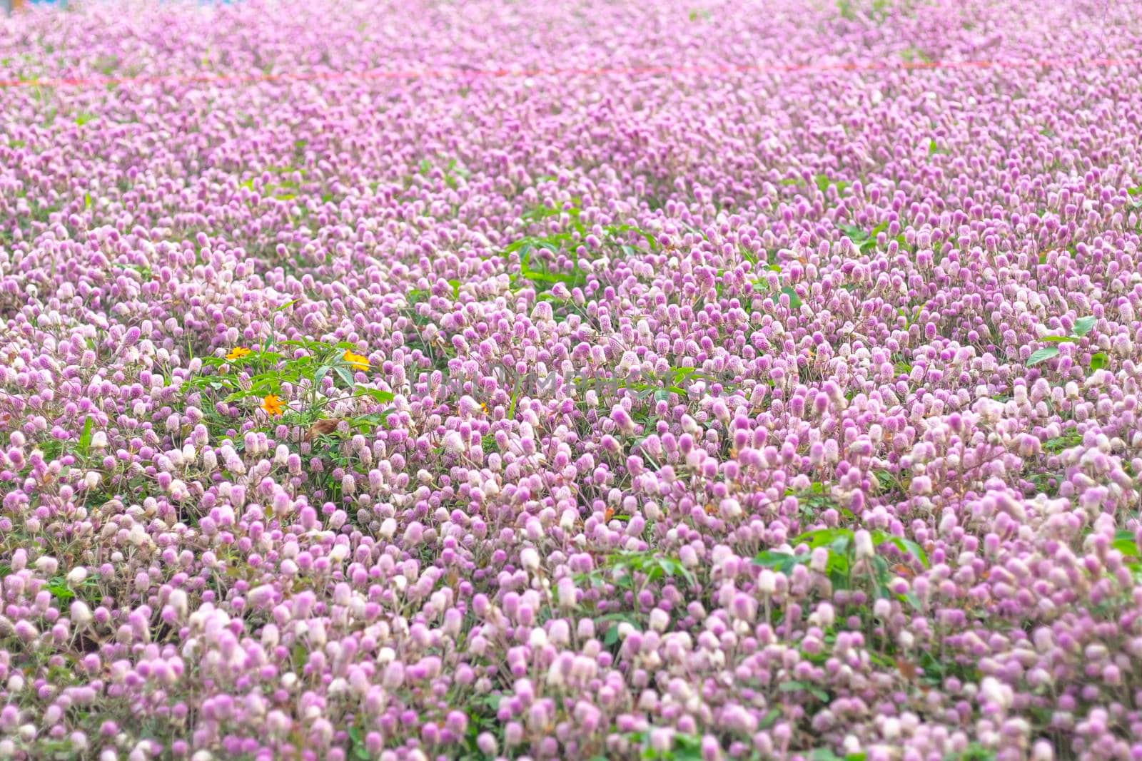 image of beautiful little cute flowers  field in pink background .sweet moment concept background for valentine 's day by Petrichor