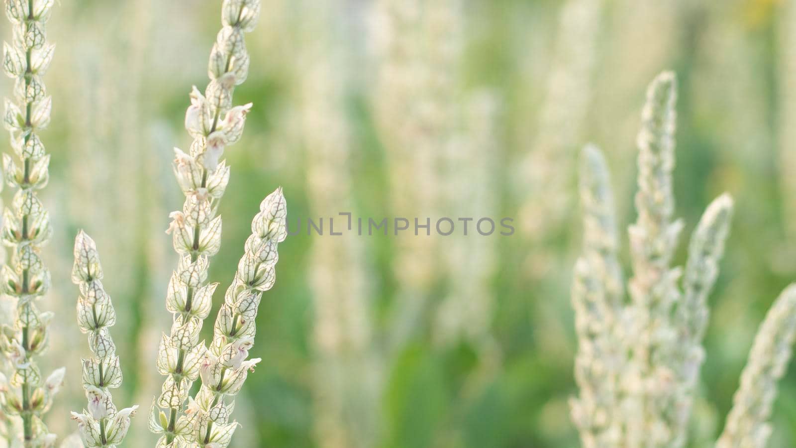 Wind blow wild grass, selective focus. Row wild grass growing in a field. Spring or summer floral on green blurred nature background by Petrichor