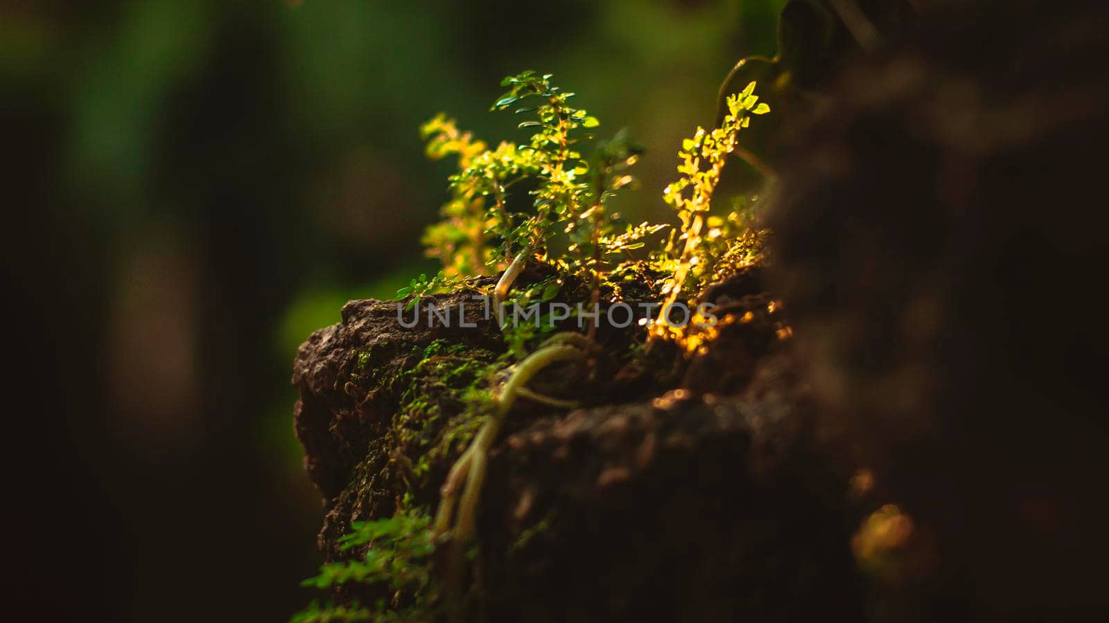 Moist Green Moss Growing near a Waterfall Close-up’s fresh clean waterfall surrounded by green moss covered rocks. Nature close up background