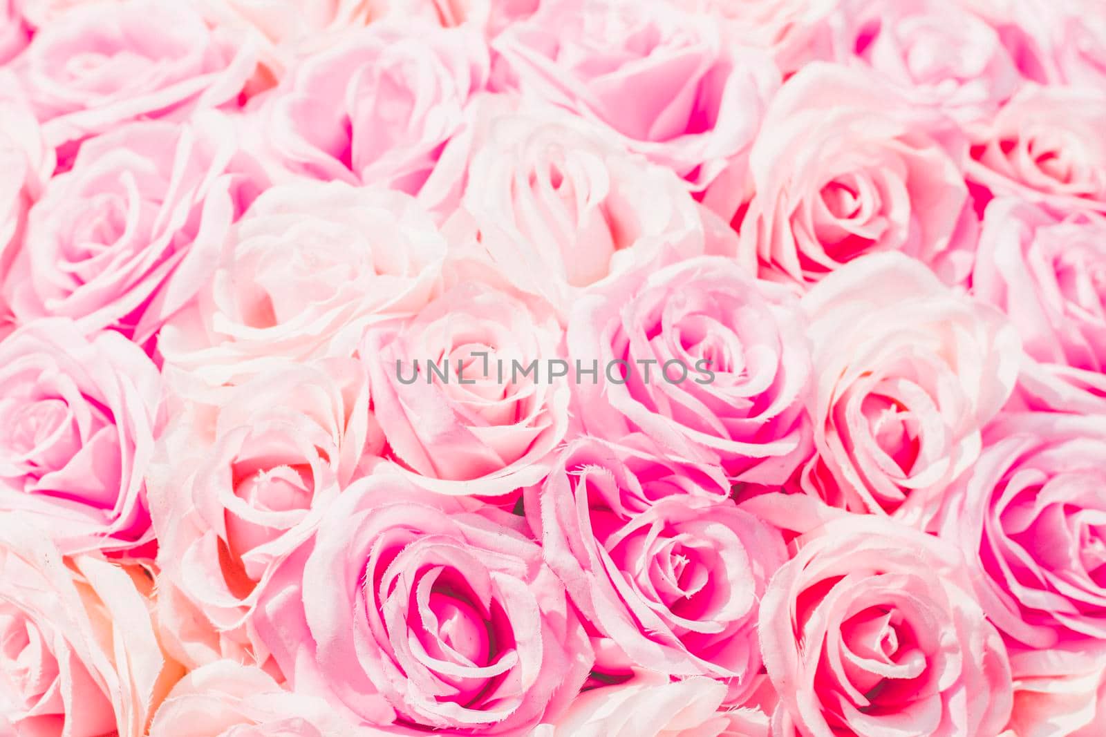 Selective focus Beautiful Pink flowers background . abstract soft sweet pink flower background .Beautiful  pink roses flower blossom flower background design floral . valentine's day backgroud by Petrichor