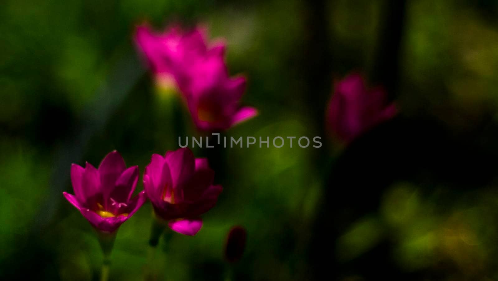 Selective focus of pink Zephyranthes Lily .pink rain lily spring flowers on blurred nature Bokeh background.