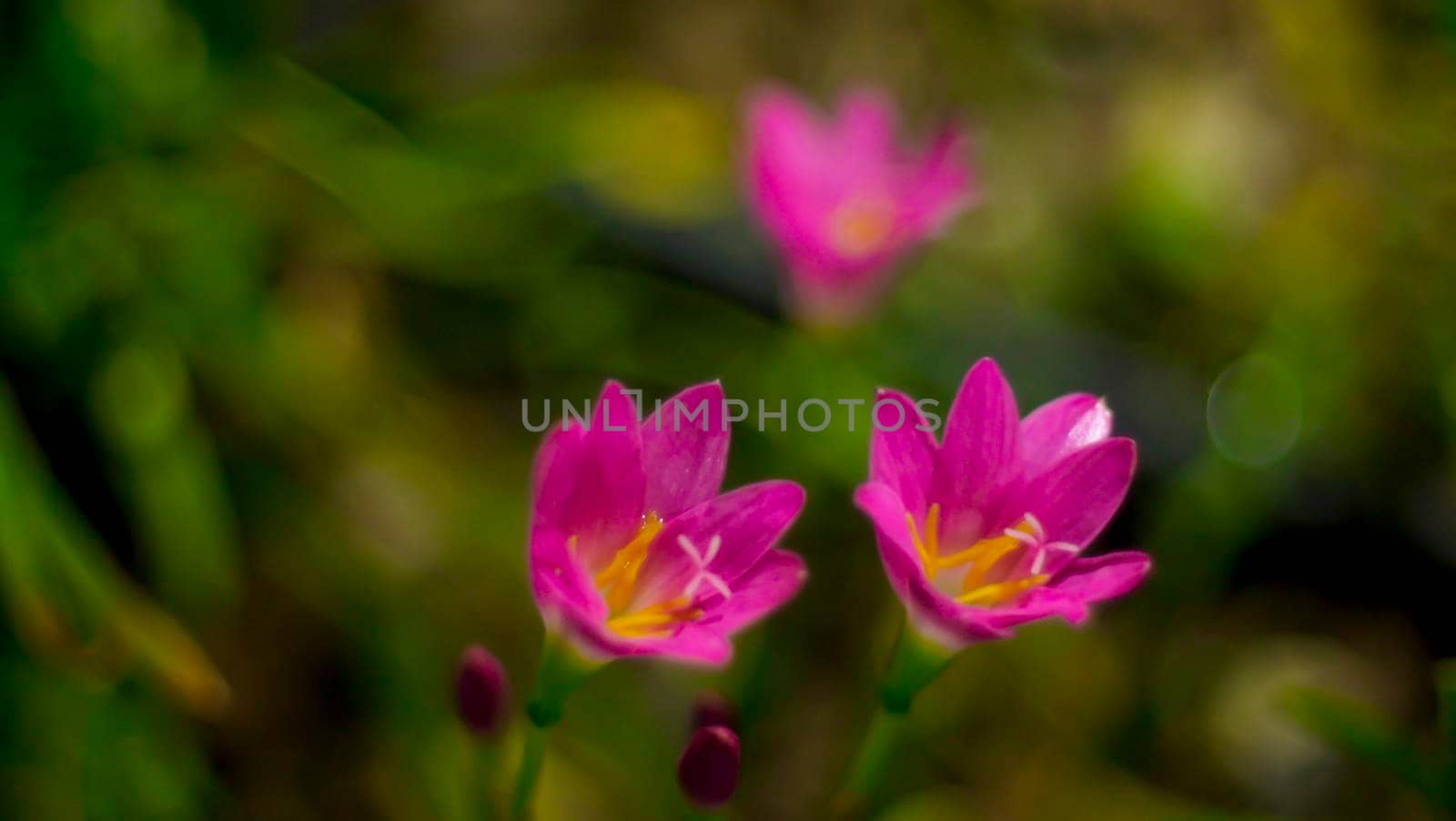 Selective focus of pink Zephyranthes Lily .pink rain lily spring flowers on blurred nature Bokeh background.