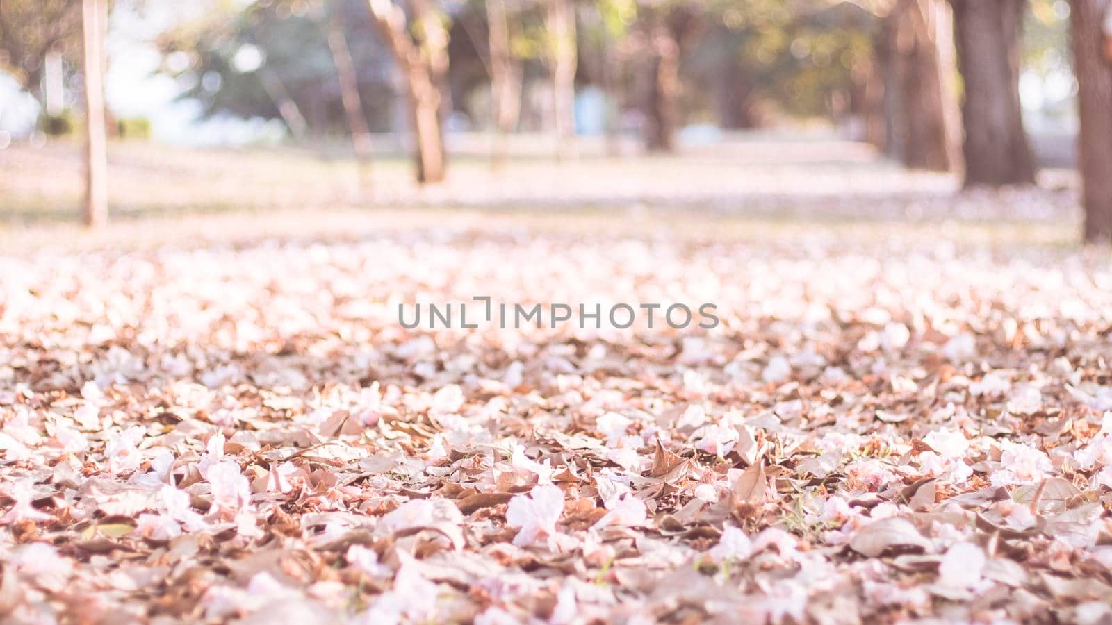 The withered fallen petal of a pink flower lying on the  ground  r· Pink fallen cherry blossom petals . Beautiful Romantic background .Spring time