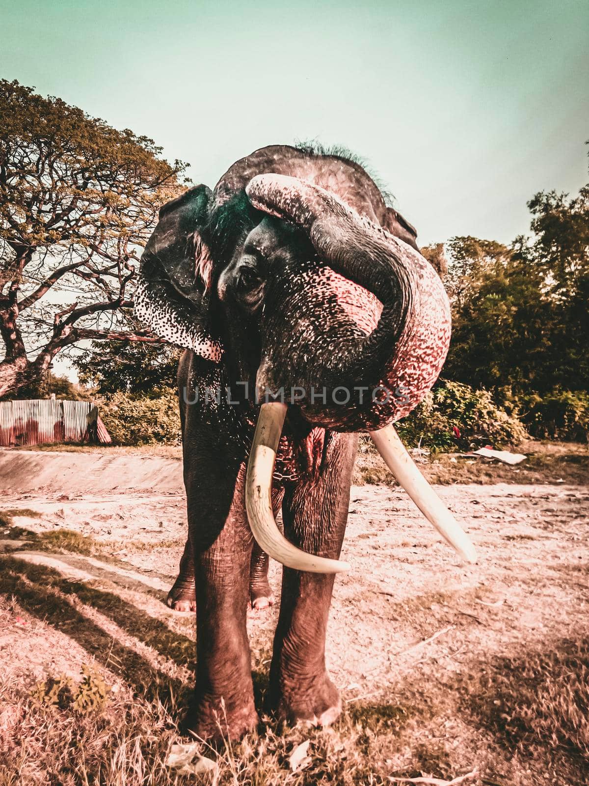 Adult Elephant with ivory tusk on the gravel road  in Ayutthaya Thailand