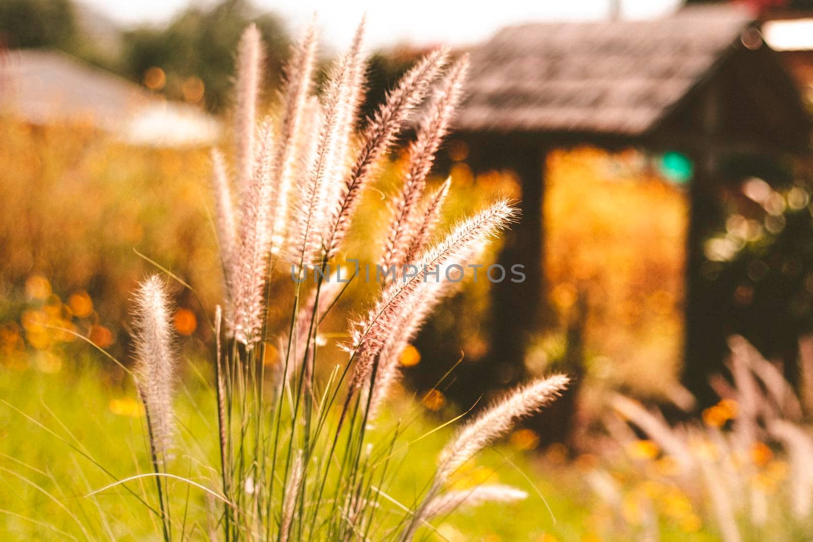 grasses blowing in wind on  motion blur yellow field  background .farmland background for holiday