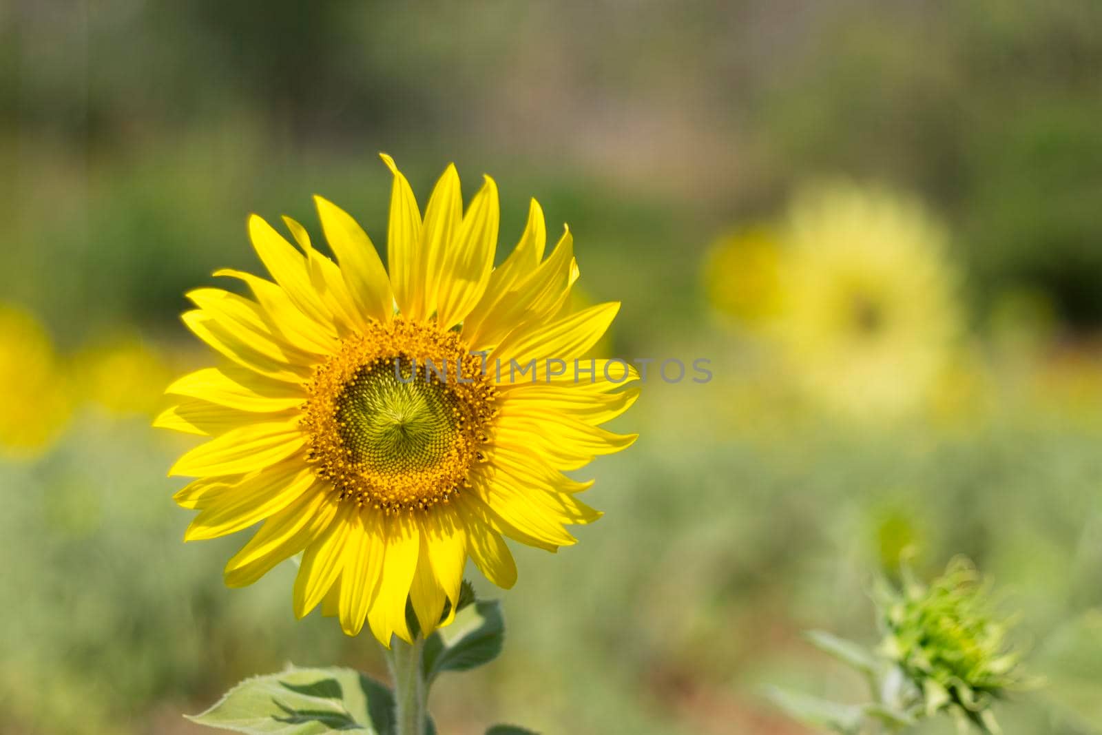 close-up of a beautiful sunflower in a field . Sunflower natural background. Sunflower blooming. bright cheerful concept idea by Petrichor