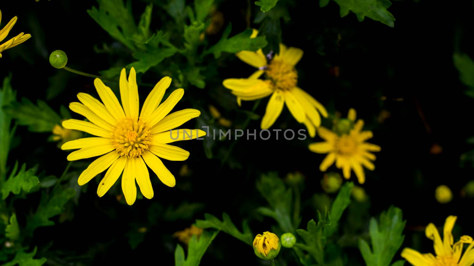 field of blooming yellow flowers on a dark tone background  of green garden leaves. beautiful of Spring Summer .bright and light up day concept idea by Petrichor