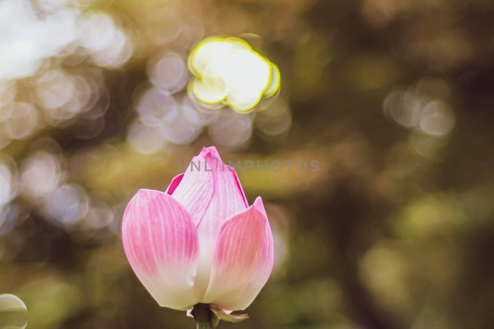 Pink Lotus blossom Bud. Beautiful lily water against bright bokeh nature background