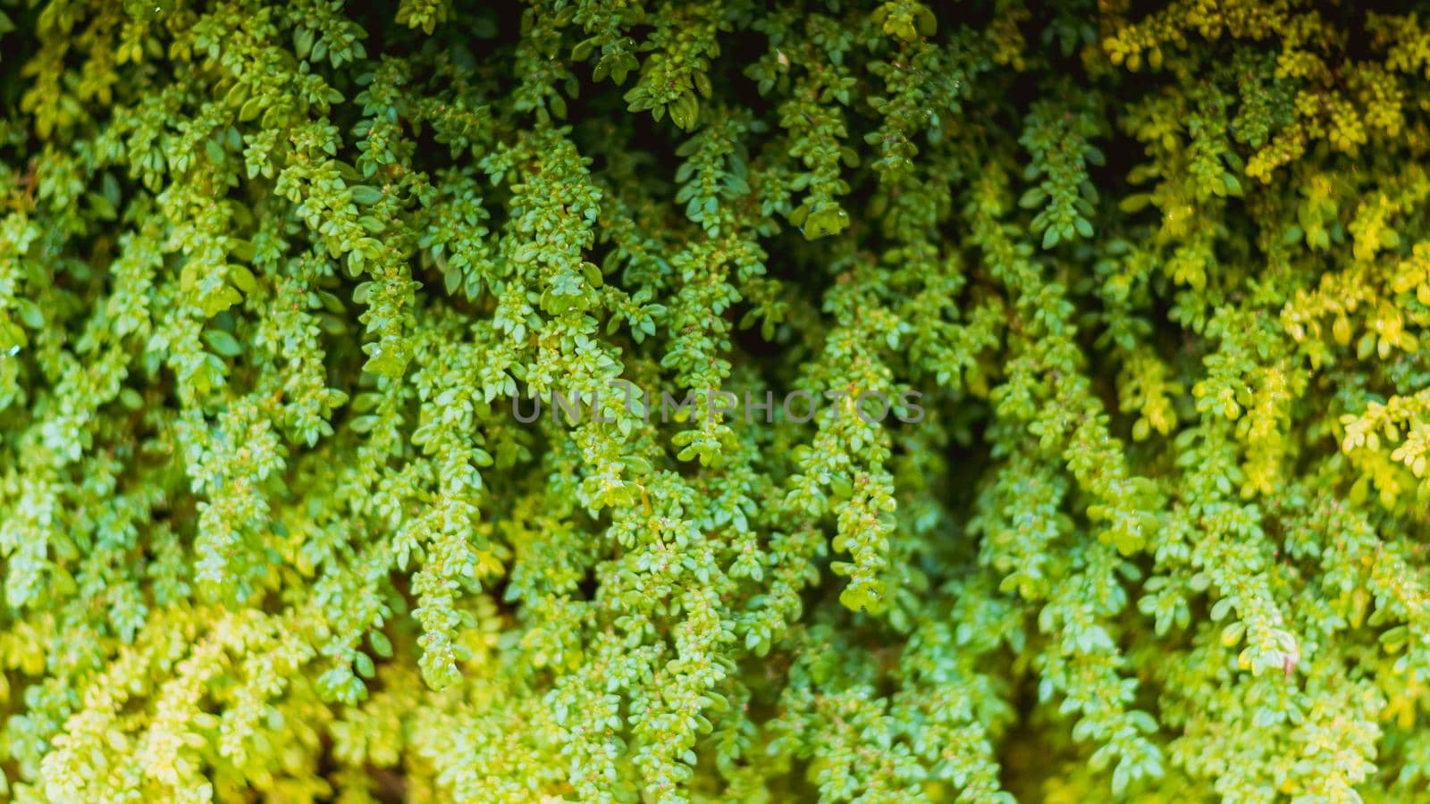 Wall with green ivy leaves. Abstract nature background idea image