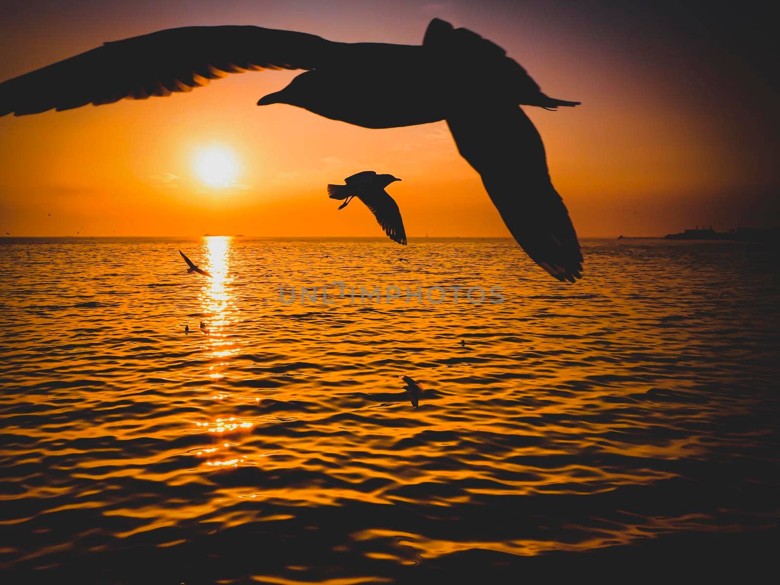 A sea bird seagulls flies off into the amazing sunset by Petrichor