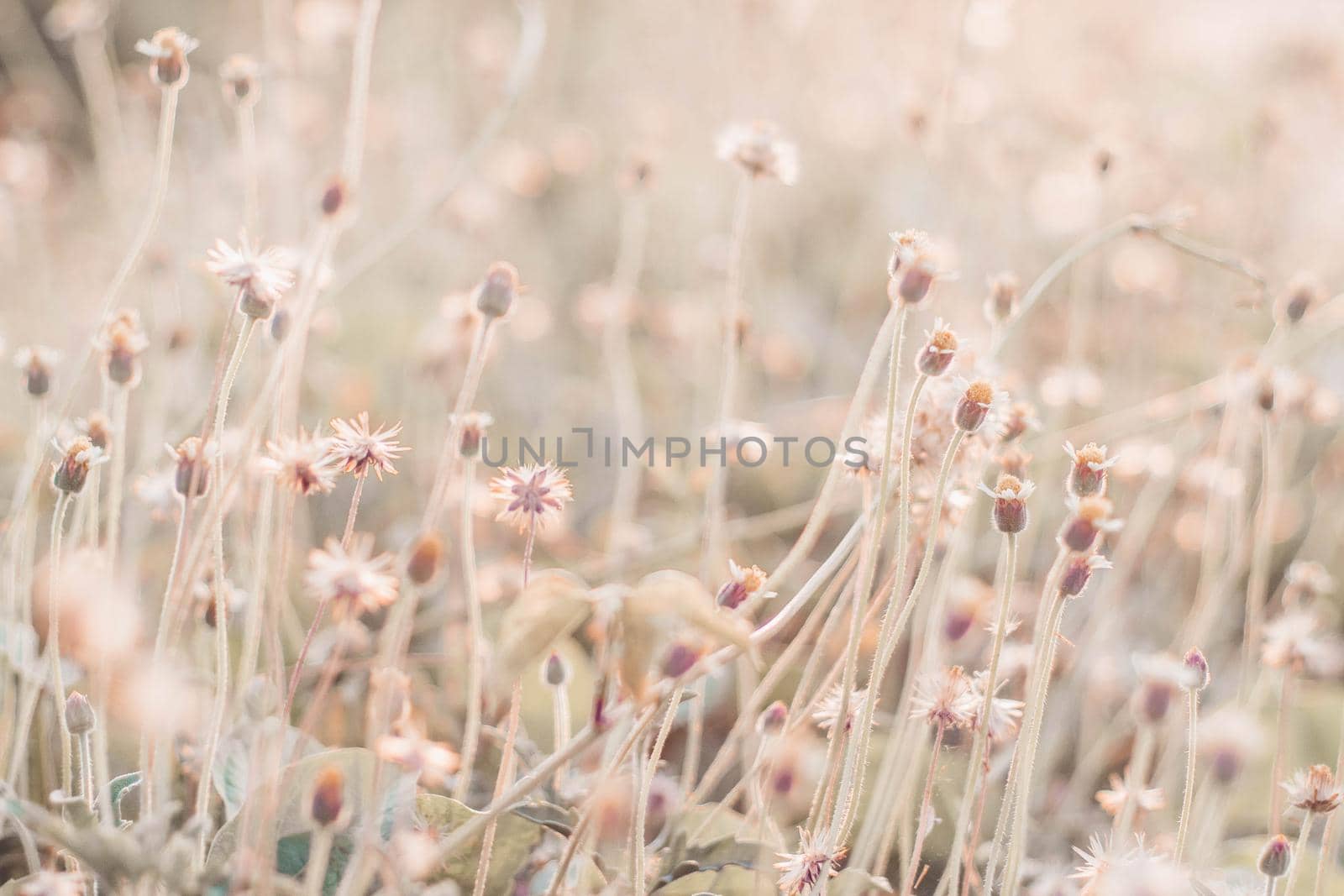 close up soft focus a little wild flowers grass in sunrise by Petrichor