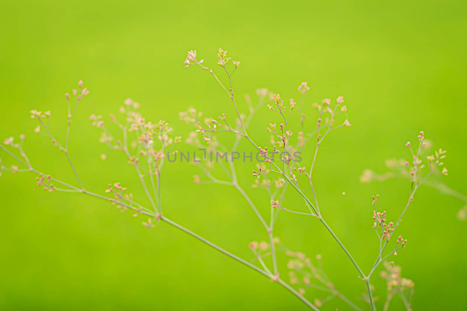 Little small wild grass flower over green field nature fresh blur background by Petrichor