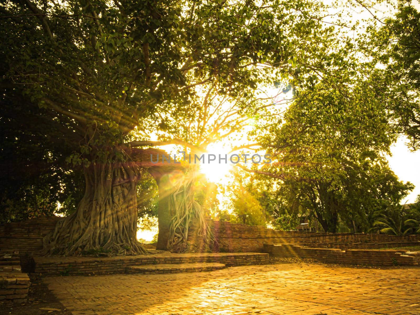 Sun flare through Branches bush tree on sky background. Trees against the sky and sun flare. Tree and branches ant eye view. Nature Background. Beautiful Sun Shine
