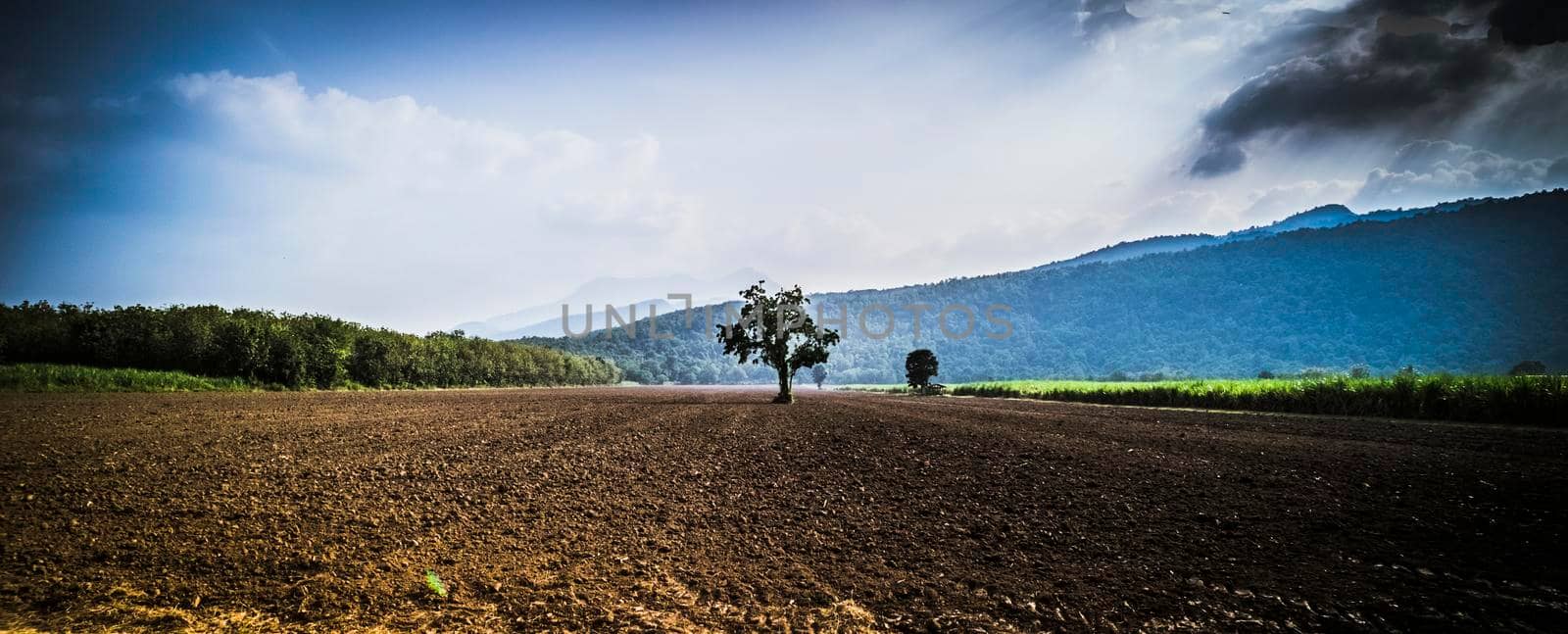 Lonely Tree on soil ground earth field for agriculture over green nature mountain beautiful blue sky background. by Petrichor