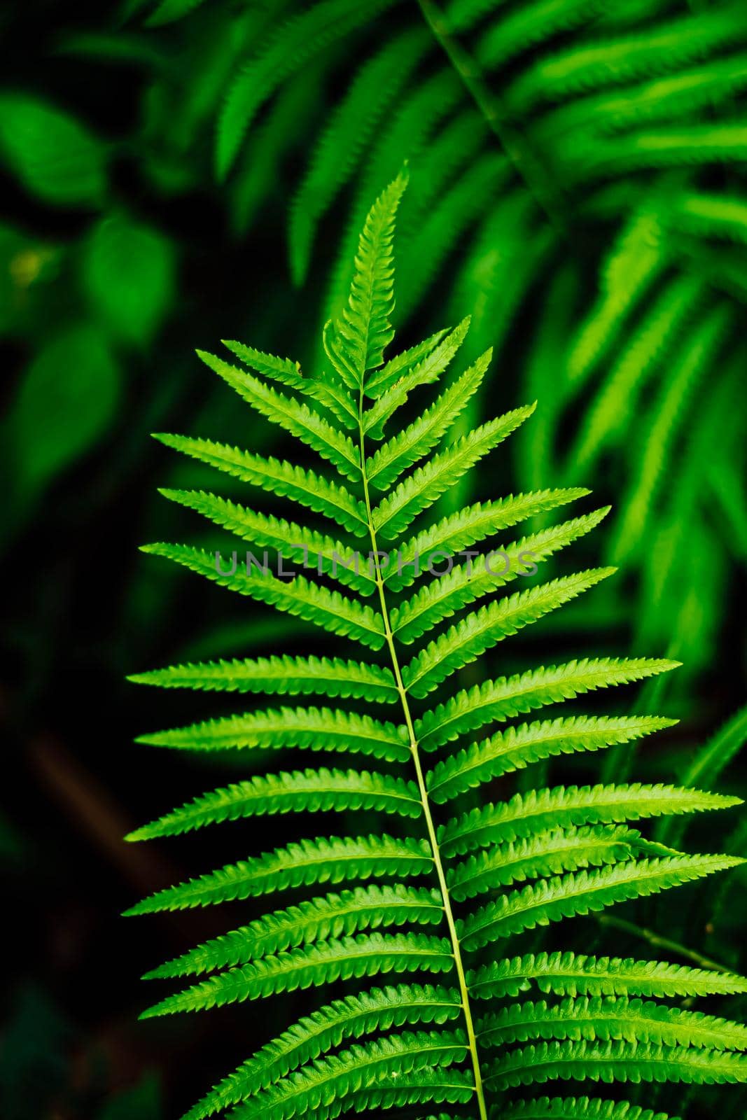 Fern leaf close-up nature concept idea background. House decoration .gardening concept idea