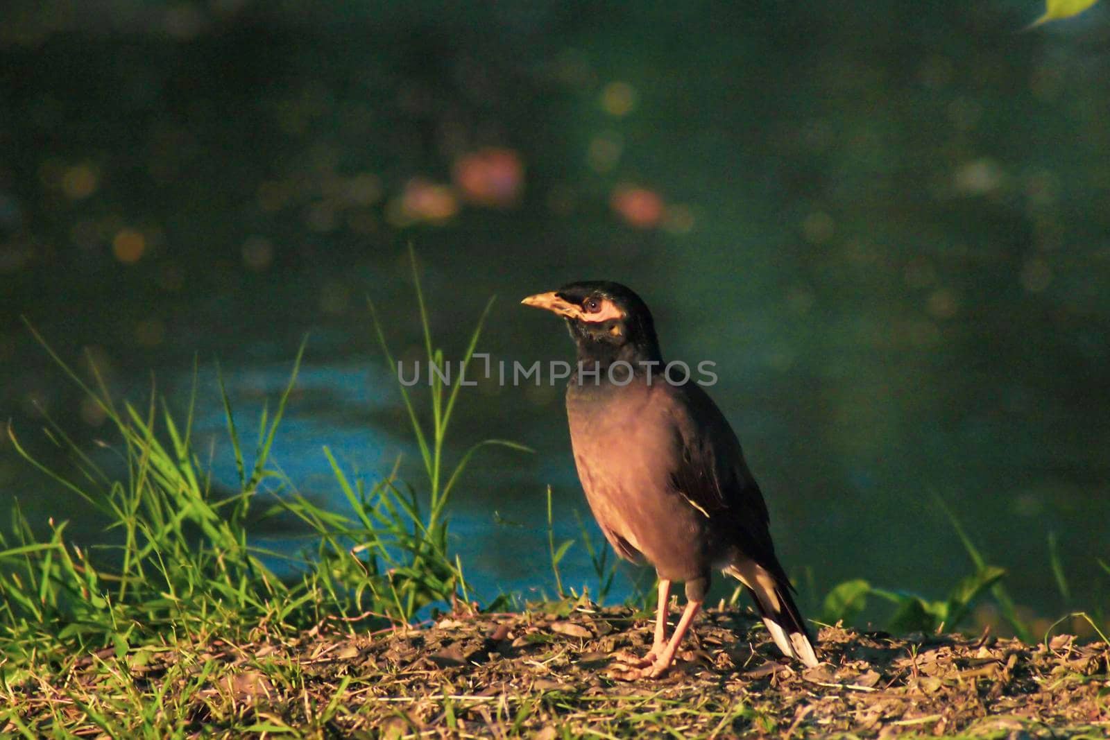 Common myna bird animal Portrait brown fur color yellow eye shade wildlife on green grass ground over lake water background. by Petrichor