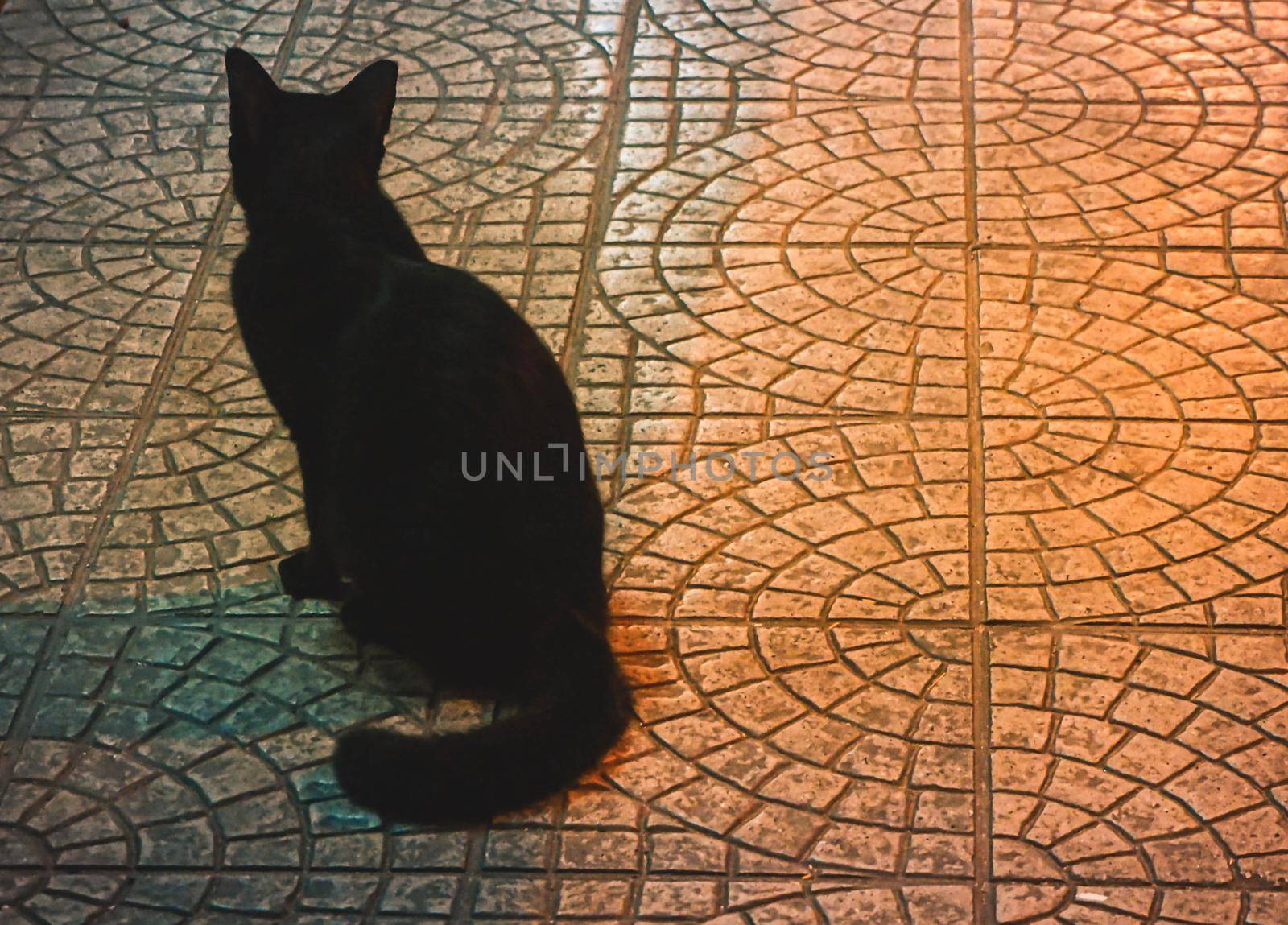 Black cat long tail back view animal alone sitting on street at night by Petrichor