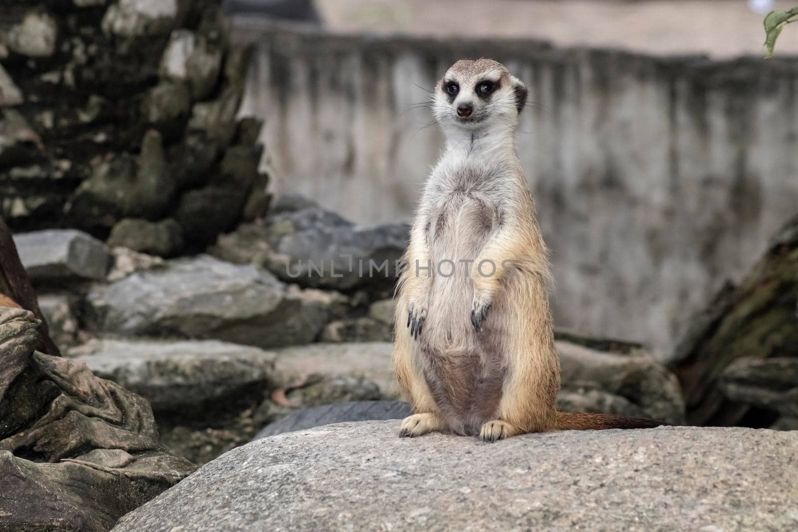 Cute meerkat (suricatta) that small animal its standing to alert look in forward on a small timber that put on stone rock with blur nature background.