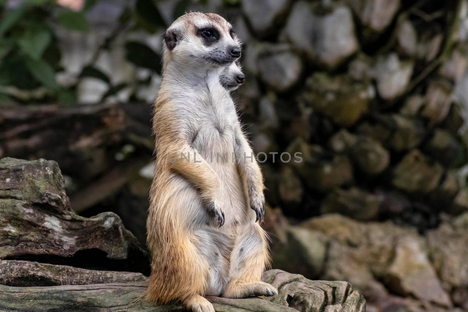 Cute meerkat (suricatta) that small animal its standing to alert look in forward on a small timber that put on log wood timber with blur nature background.