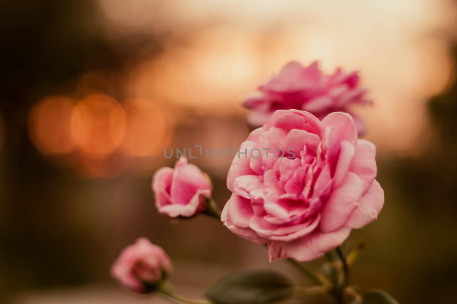 soft focus  pink rose in sunlight. The blossoming summer garden. Botany. warm sunlight bokeh background